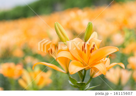 ゆり 品種(ロイヤルトリニティ) ゆり 品種(ロイヤルトリニティ) 16115607