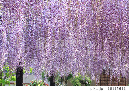 熊野の長藤 熊野の長藤 16115611