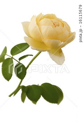 開花 咲く 花 16115679