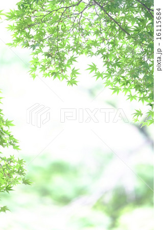 かえで かえで 16115684