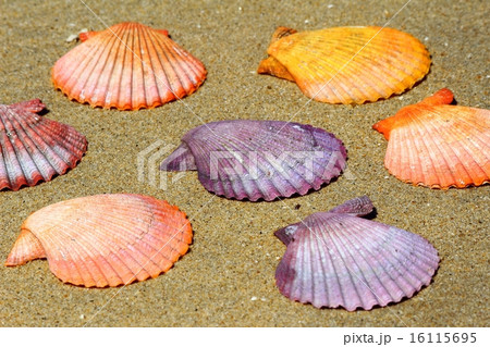 ヒオウギガイ 16115695