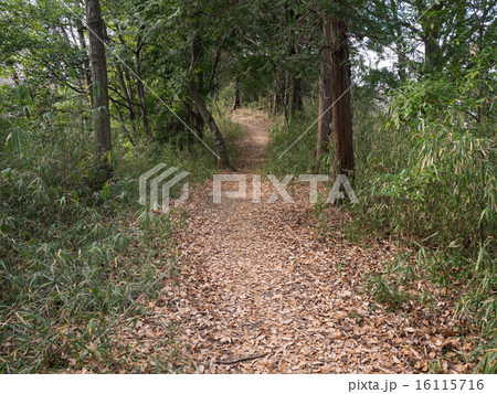 下り道の登山道 下り道の登山道 16115716