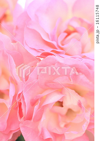 薔薇 薔薇 16115748