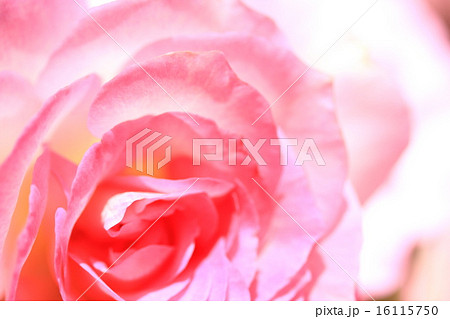 薔薇 薔薇 16115750