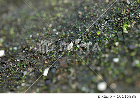 ダンゴムシ幼虫の写真素材