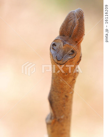 サル顔に見える葉痕 サル顔に見える葉痕 16116209