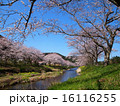 松崎町那賀川の桜並木 16116255
