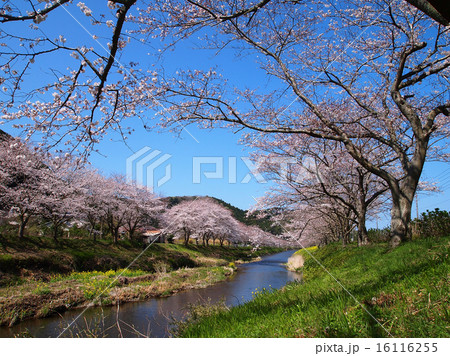 松崎町那賀川の桜並木の写真素材