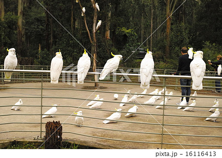 巨大オウム野鳥コカトゥの餌づけ体験の写真素材