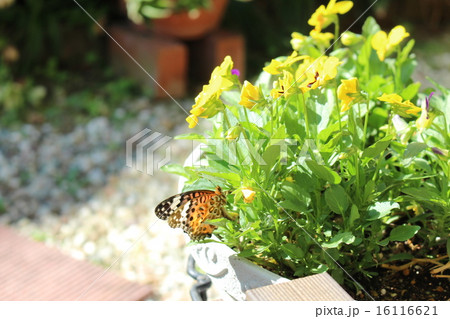 花にとまる蝶 16116621