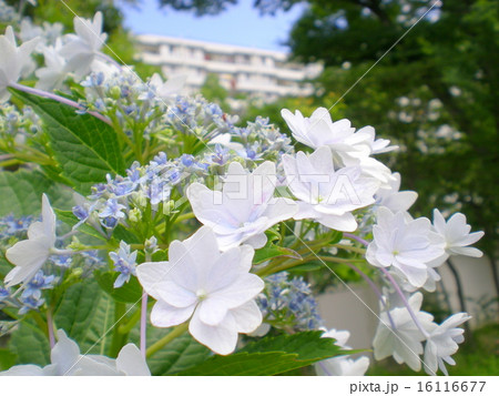 アジサイ アジサイ 16116677
