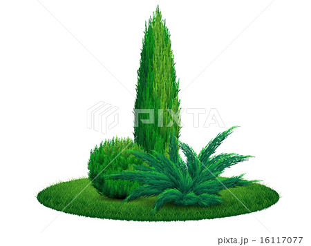 Thuja tree juniper bush on the grass 16117077