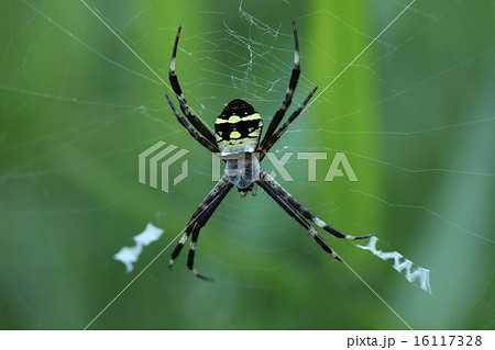 生き物　クモ　チュウガタコガネグモ、メスです。人の顔のような特徴的な模様を持つ美しい蜘蛛です 16117328
