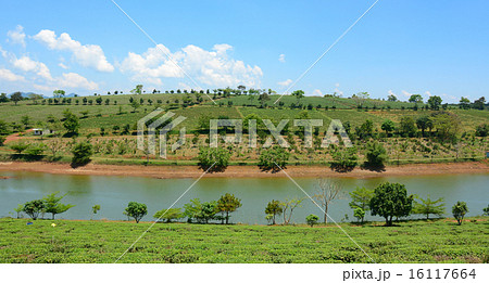 Tea farm at Bao Loc highland 16117664