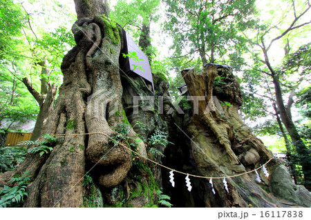 来宮神社 来宮神社 16117838