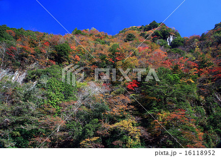 香落渓　　紅葉　三重県 16118952