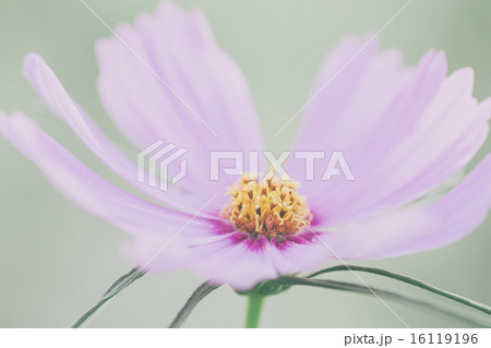 Pink cosmos in soft focus Pink cosmos in soft focus 16119196