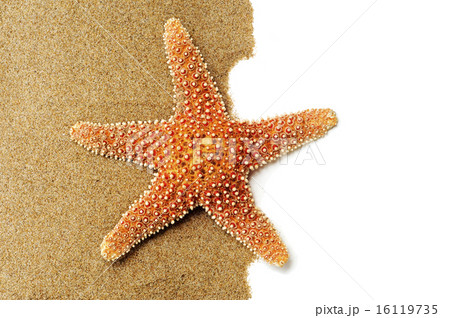 starfish on the sand 16119735