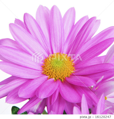 gerbera daisy 16120247