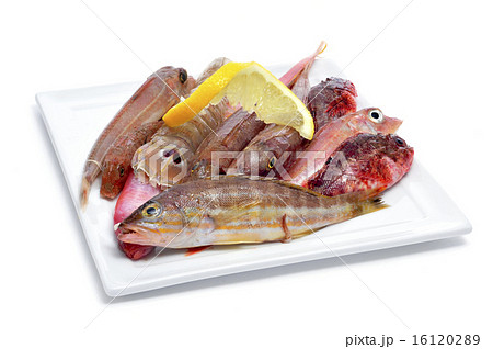 raw fishes 16120289