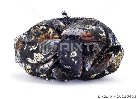 mussels in a mesh bag 16120453