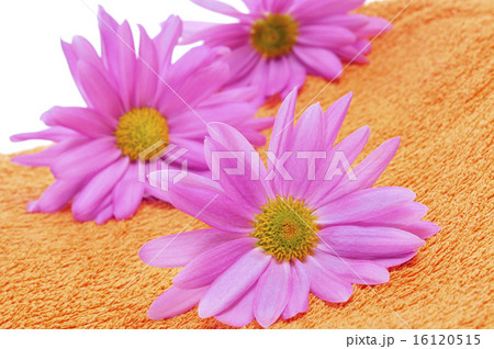 pink chrysanthemums on an orange towel 16120515