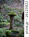 鎌倉報国寺庭園 16120822
