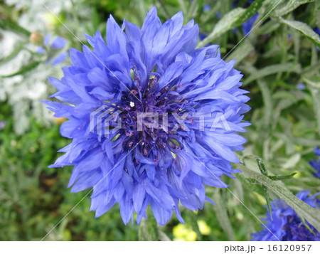 矢車に似た花で 青い花色の美しさが夏の季語にもなっていますの写真素材