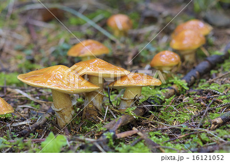 ハナイグチ ハナイグチ 16121052