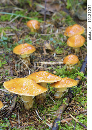 ハナイグチ 16121054