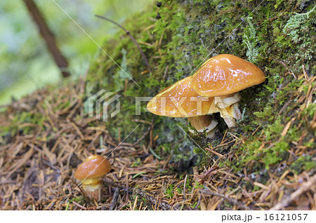 ハナイグチ ハナイグチ 16121057