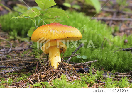 タマゴタケ 16121058