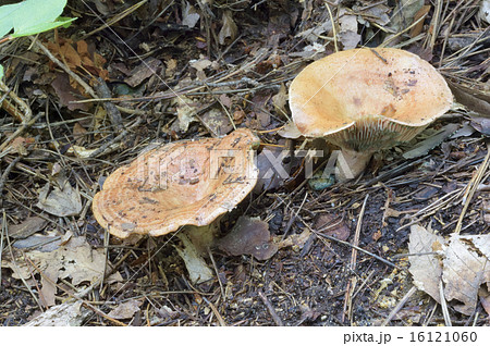 ハツタケ 16121060