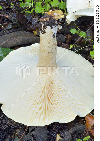 オオイチョウタケ オオイチョウタケ 16121065