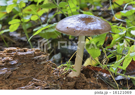 ウラベニガサ ウラベニガサ 16121069