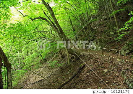 みたらい渓谷　新緑　奈良県　天川村 16121175