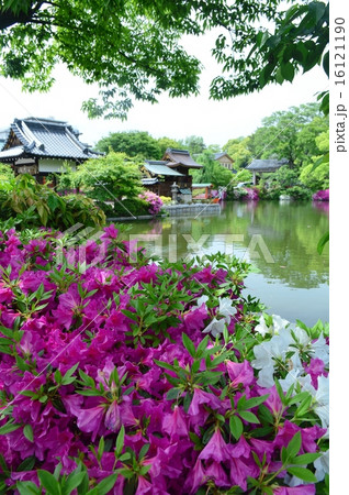 京都神泉苑のツツジ 京都神泉苑のツツジ 16121190