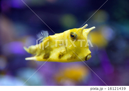 ハコフグ 16121439