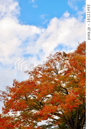 秋の京都御苑 16121493