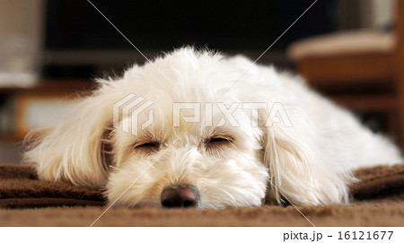 リビングでお昼寝 ミックス犬 白 トイプードル ミニチュアダックスフント の写真素材
