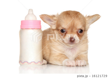 Chihuahua puppy and baby bottle Chihuahua puppy and baby bottle 16121729