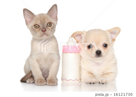 Kitten and puppy near baby bottle Kitten and puppy near baby bottle 16121730