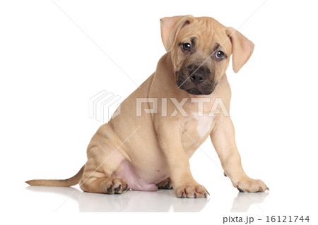 American Staffordshire terrier puppy American Staffordshire terrier puppy 16121744