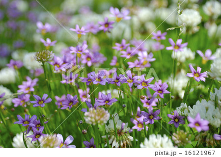 白いクローバーと紫色のニワゼキショウの花 16121967