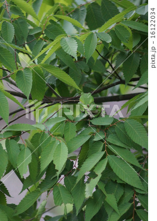 モリアオガエル 16122034