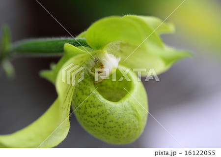 パフィオペディルム・マリポエンセ パフィオペディルム・マリポエンセ 16122055