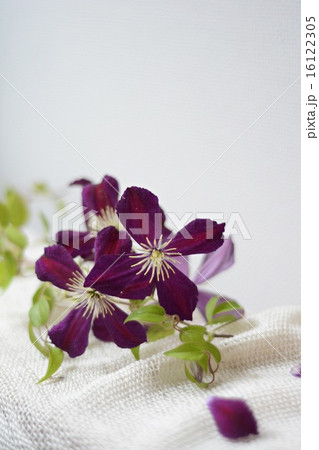 クレマチス ミケリテのアップの写真素材