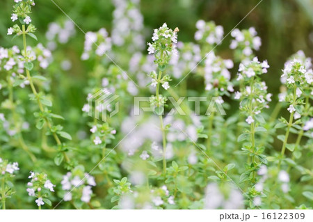 シルバータイムの花の写真素材