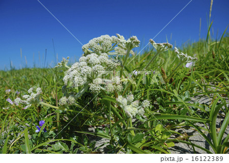 ハマボウフウの白い花 16122389