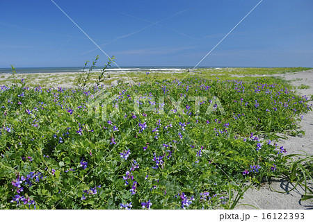 ハマエンドウの群生する浜辺 16122393